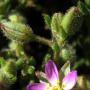 Purple Sandspurry (Spergularia rubra): 1/4 inch flower likes mud flats.
